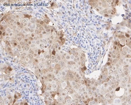 HUABIO HA722477 image 3