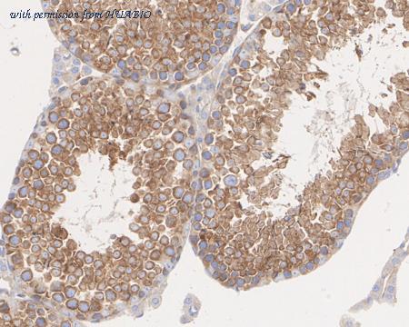 HUABIO HA722479 image 3