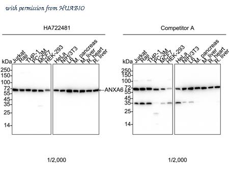 HUABIO HA722481 image 1