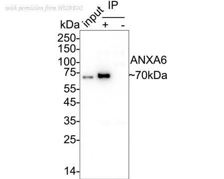 HUABIO HA722481 image 2