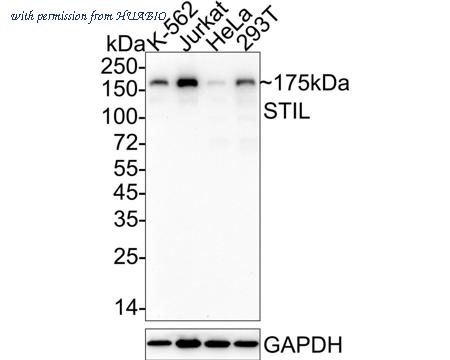 HUABIO HA722490 image 1