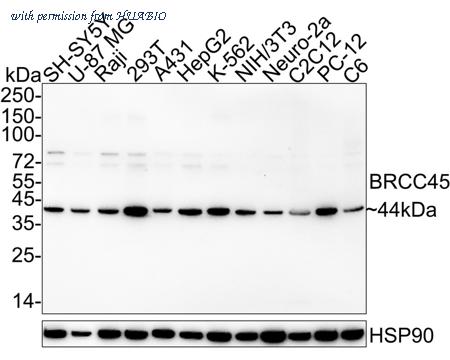 HUABIO HA722512 image 1