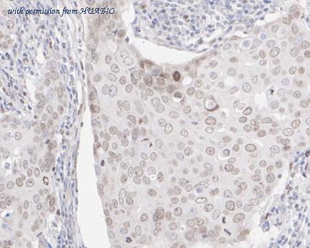 HUABIO HA722523 image 3