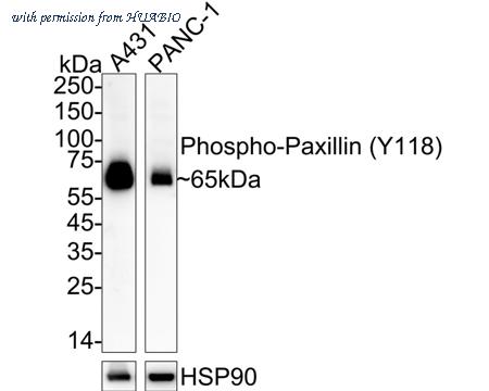 HUABIO HA722526 image 1