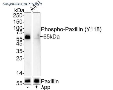 HUABIO HA722526 image 2