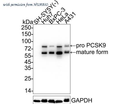 HUABIO HA722528 image 1