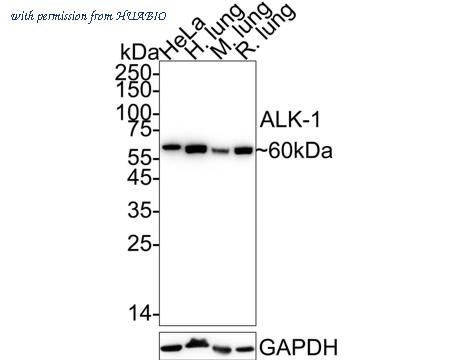 HUABIO HA722529 image 1