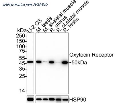 HUABIO HA722539 image 1