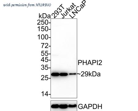 HUABIO HA722541 image 1