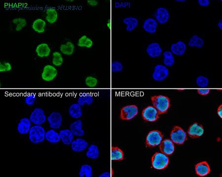 HUABIO HA722541 image 2