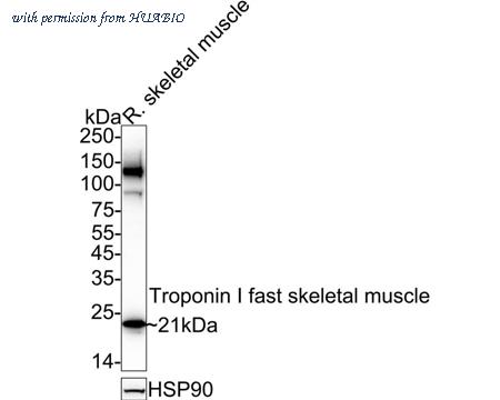 HUABIO HA722542 image 1