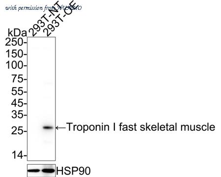 HUABIO HA722542 image 2
