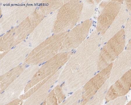 HUABIO HA722542 image 3