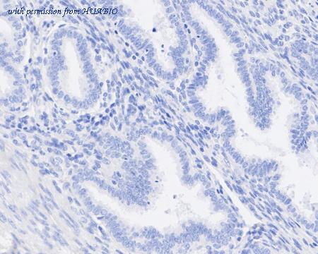 HUABIO HA722543 image 3