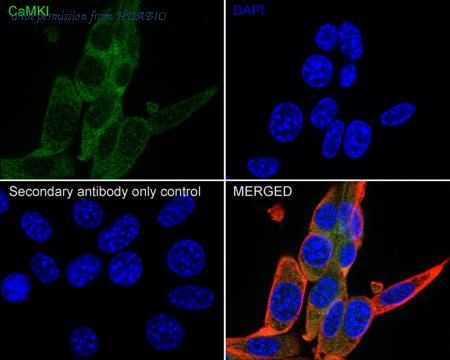 HUABIO HA722544 image 2