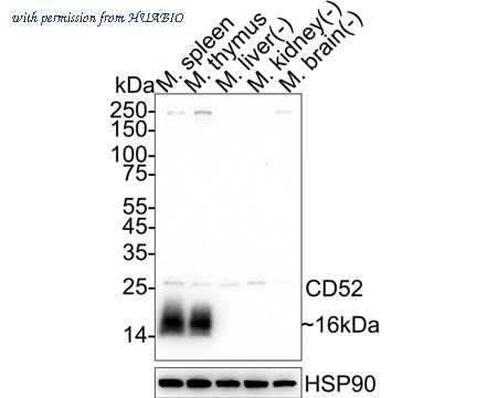 HUABIO HA722545 image 1