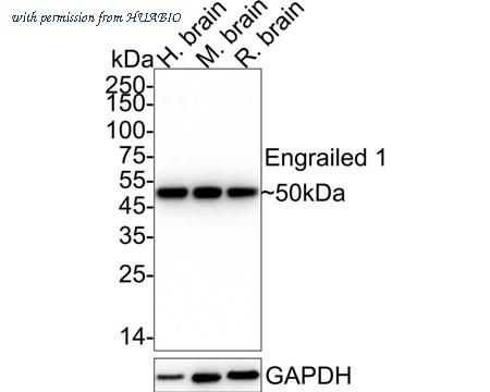 HUABIO HA722546 image 1