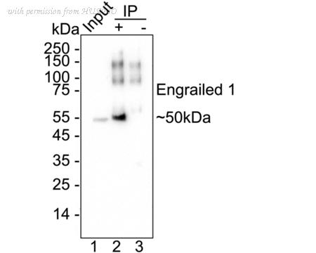 HUABIO HA722546 image 2