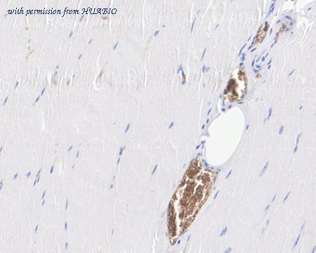 HUABIO HA722547 image 3