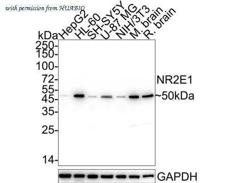 HUABIO HA722548 image 1