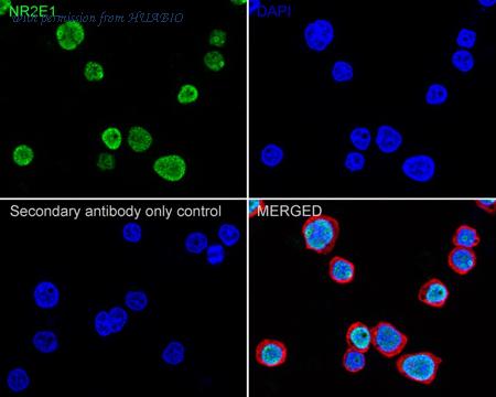 HUABIO HA722548 image 2