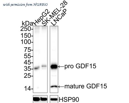 HUABIO HA722551 image 1