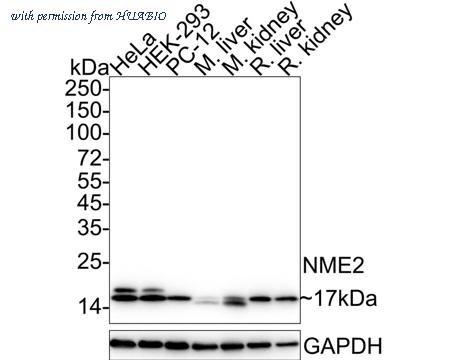 HUABIO HA722553 image 1