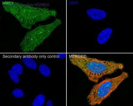 HUABIO HA722553 image 2