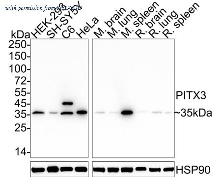 HUABIO HA722554 image 1