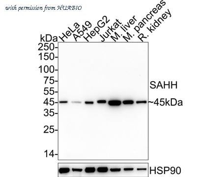 HUABIO HA722555 image 1