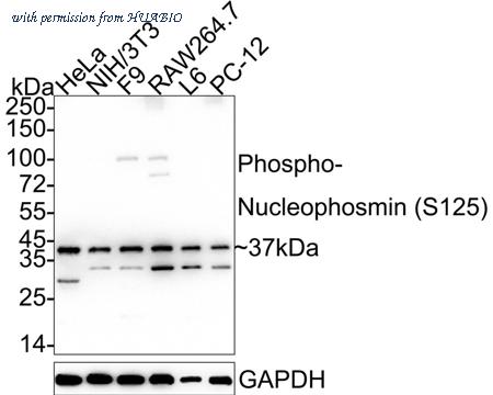 HUABIO HA722559 image 1