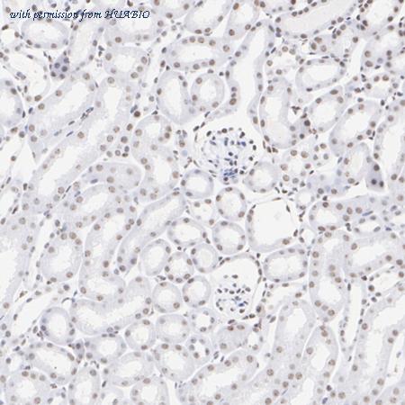 HUABIO HA722559 image 3