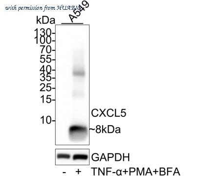 HUABIO HA722561 image 1