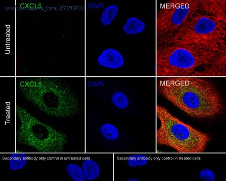 HUABIO HA722561 image 2