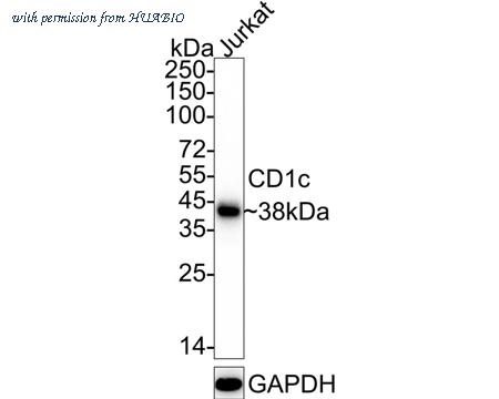 HUABIO HA722562 image 1