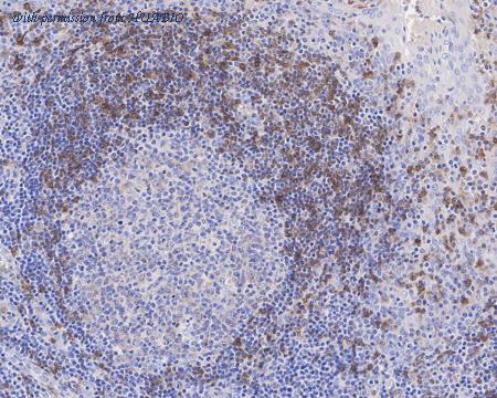 HUABIO HA722562 image 2