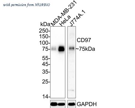 HUABIO HA722563 image 1