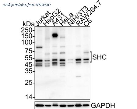 HUABIO HA722564 image 1