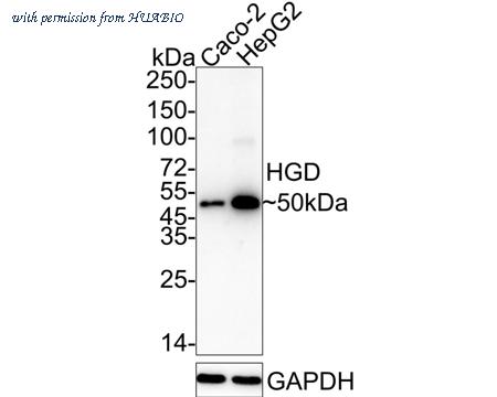 HUABIO HA722565 image 1