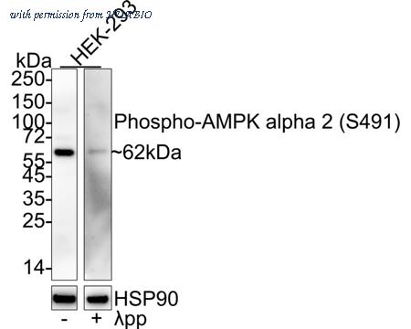 HUABIO HA722567 image 1
