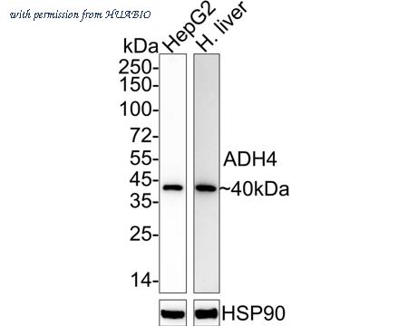 HUABIO HA722570 image 1