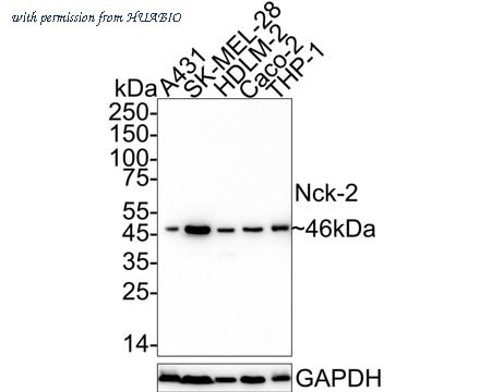 HUABIO HA722573 image 1