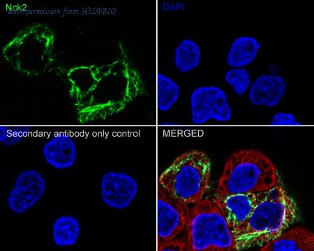 HUABIO HA722573 image 2