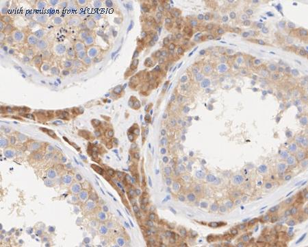 HUABIO HA722573 image 3