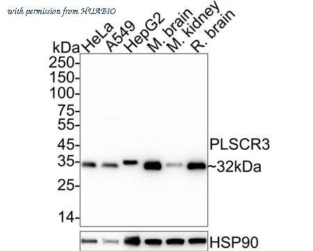 HUABIO HA722577 image 1