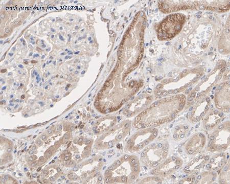 HUABIO HA722578 image 3