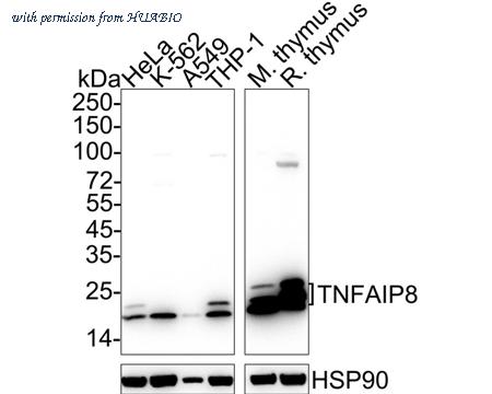 HUABIO HA722580 image 1