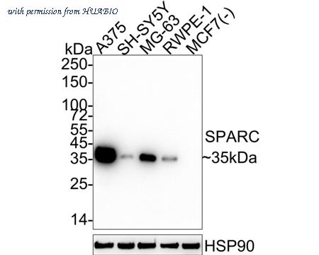 HUABIO HA722655 image 1