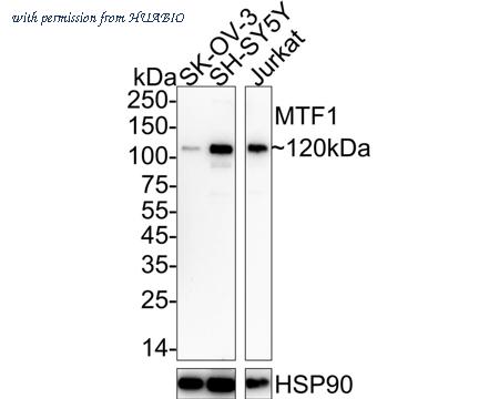 HUABIO HA722658 image 1