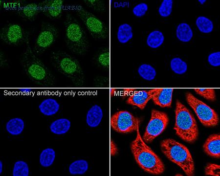 HUABIO HA722658 image 2